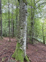 Fagus sylvatica