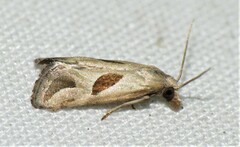 Eugnosta bimaculana
