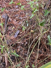 Sylvilagus floridanus