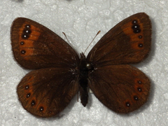 Erebia triarius