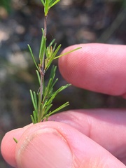 Acacia baueri
