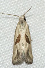 Eugnosta bimaculana