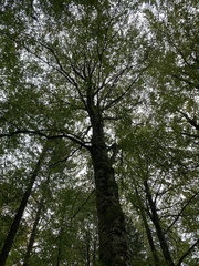 Fagus sylvatica