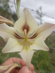 Gladiolus tristis
