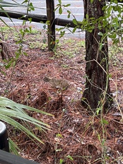 Sylvilagus floridanus