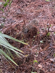 Sylvilagus floridanus