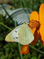Colias poliographus