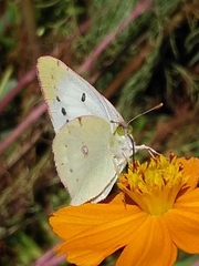 Colias poliographus