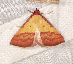 Phytometra rhodarialis