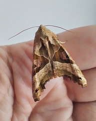 Phlogophora meticulosa