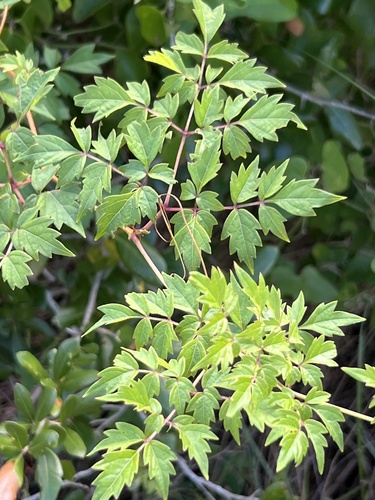 Nekemias arborea, photograph 4