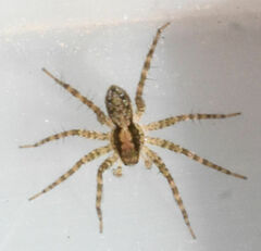 Pardosa pauxilla