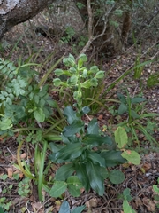 Bonatea speciosa
