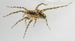 Pardosa pauxilla