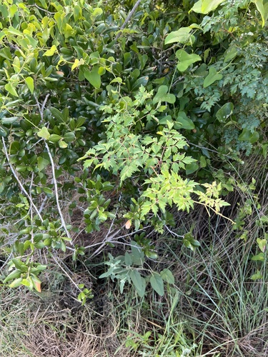 Nekemias arborea, photograph 5