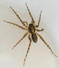 Pardosa pauxilla