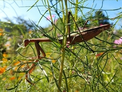 Tenodera sinensis