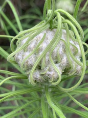 Cassinia leptocephala everettiae