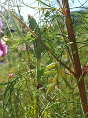 Tenodera sinensis
