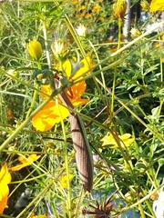 Tenodera sinensis