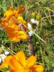 Tenodera sinensis