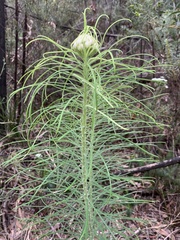 Cassinia leptocephala everettiae