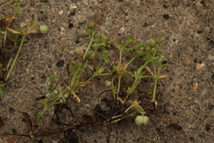 Galium tricornutum