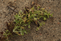 Galium tricornutum