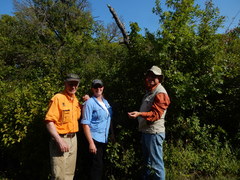 Styrax platanifolius