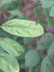 Trichomyrmex destructor