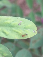 Trichomyrmex destructor