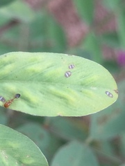 Trichomyrmex destructor