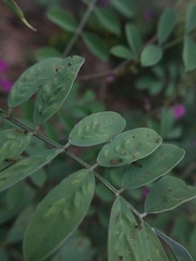 Acaudaleyrodes rachipora