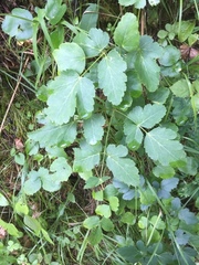 Laserpitium latifolium