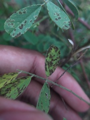Acaudaleyrodes rachipora