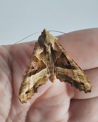 Phlogophora meticulosa