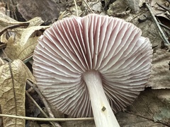 Mycena rosea