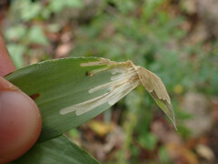 Cosmopterix clandestinella