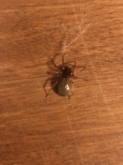 Dysdera crocata