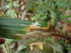 Cosmopterix clandestinella