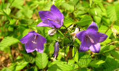 Campanula sabatia