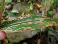Cosmopterix clandestinella