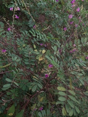 Acaudaleyrodes rachipora