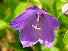 Campanula sabatia