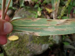 Cosmopterix clandestinella