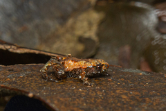 Brachycephalus hermogenesi