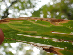 Cosmopterix clandestinella