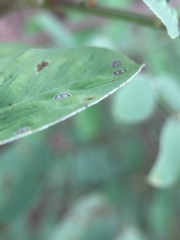 Acaudaleyrodes rachipora