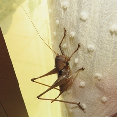 Thyreonotus corsicus