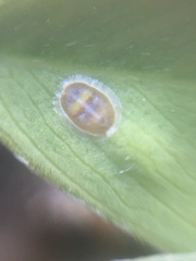 Acaudaleyrodes rachipora